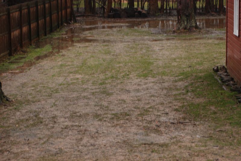 the ducks have returned
