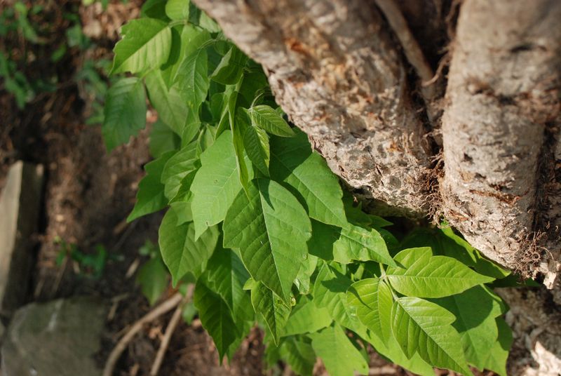 killing poison ivy without the poison