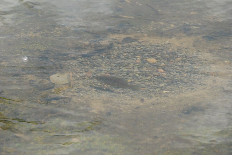 field trip to find pond life